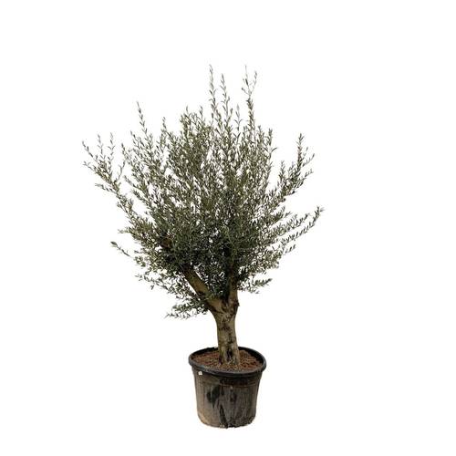 Olea Europaea T65 H210