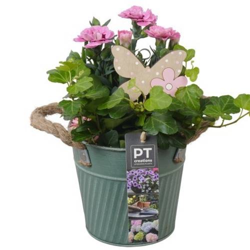 Garten.Arr PTPP6885 T13 H022