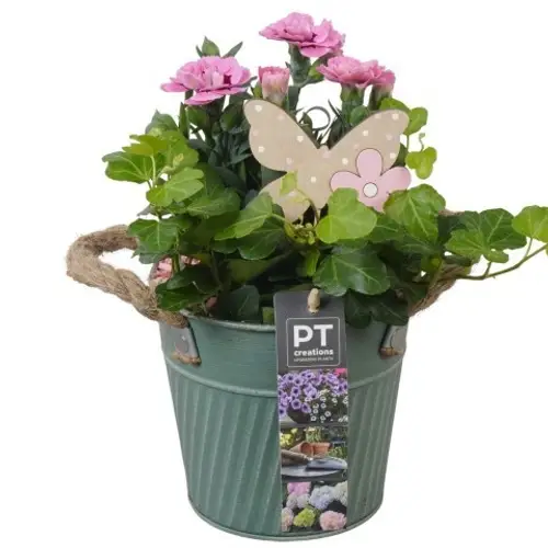Garten.Arr PTPP6885 T13 H022