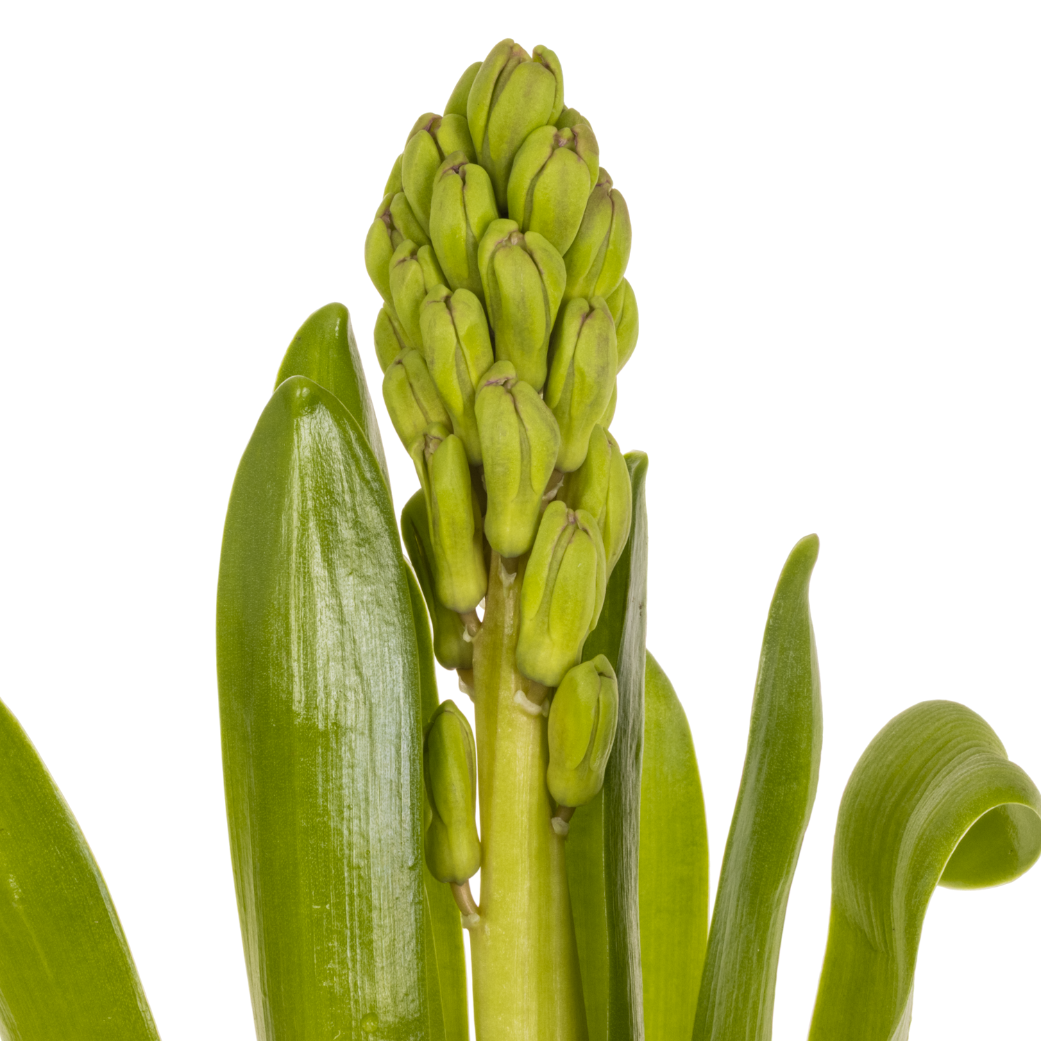 Hyazinthe Schnitt lila Purple voice 30cm