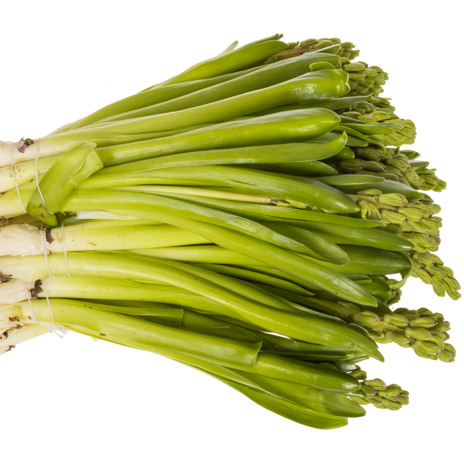 Hyazinthe Schnitt lila Purple voice 30cm