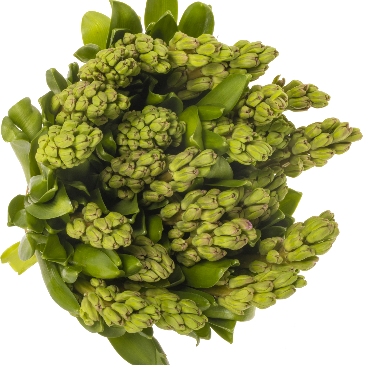 Hyazinthe Schnitt lila Purple voice 30cm