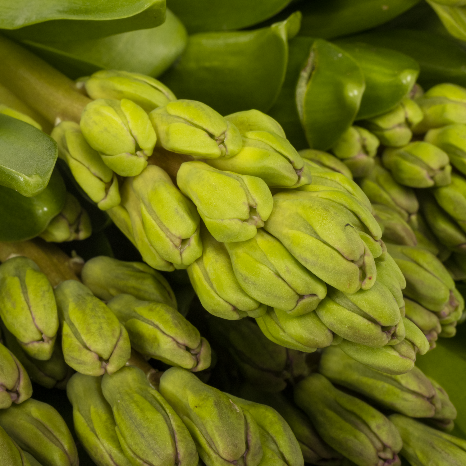 Hyazinthe Schnitt lila Purple voice 30cm