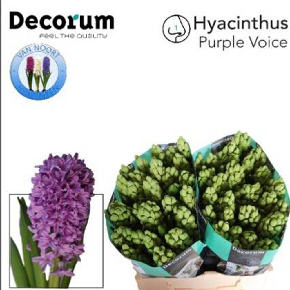 Hyazinthe Schnitt lila Purple voice 30cm