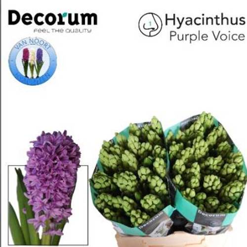 Hyazinthe Schnitt lila Purple voice 30cm