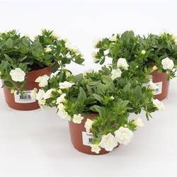 Calibrachoa weiss Minifamous T13 H015
