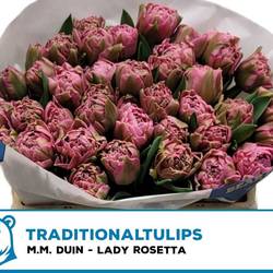 Tulpe rosa doppel Lady Rosetta Tulpe rosa dopp 39 Gramm