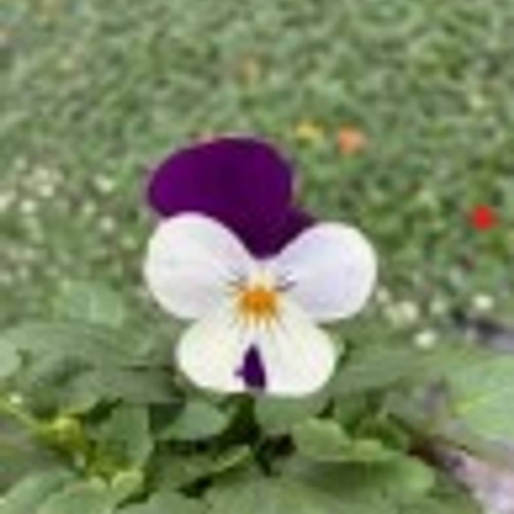 Hornveilchen lila/weiss T09 H015