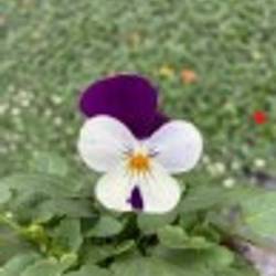 Hornveilchen lila/weiss T09 H015