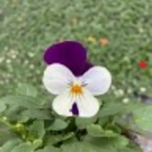 Hornveilchen lila/weiss T09 H015