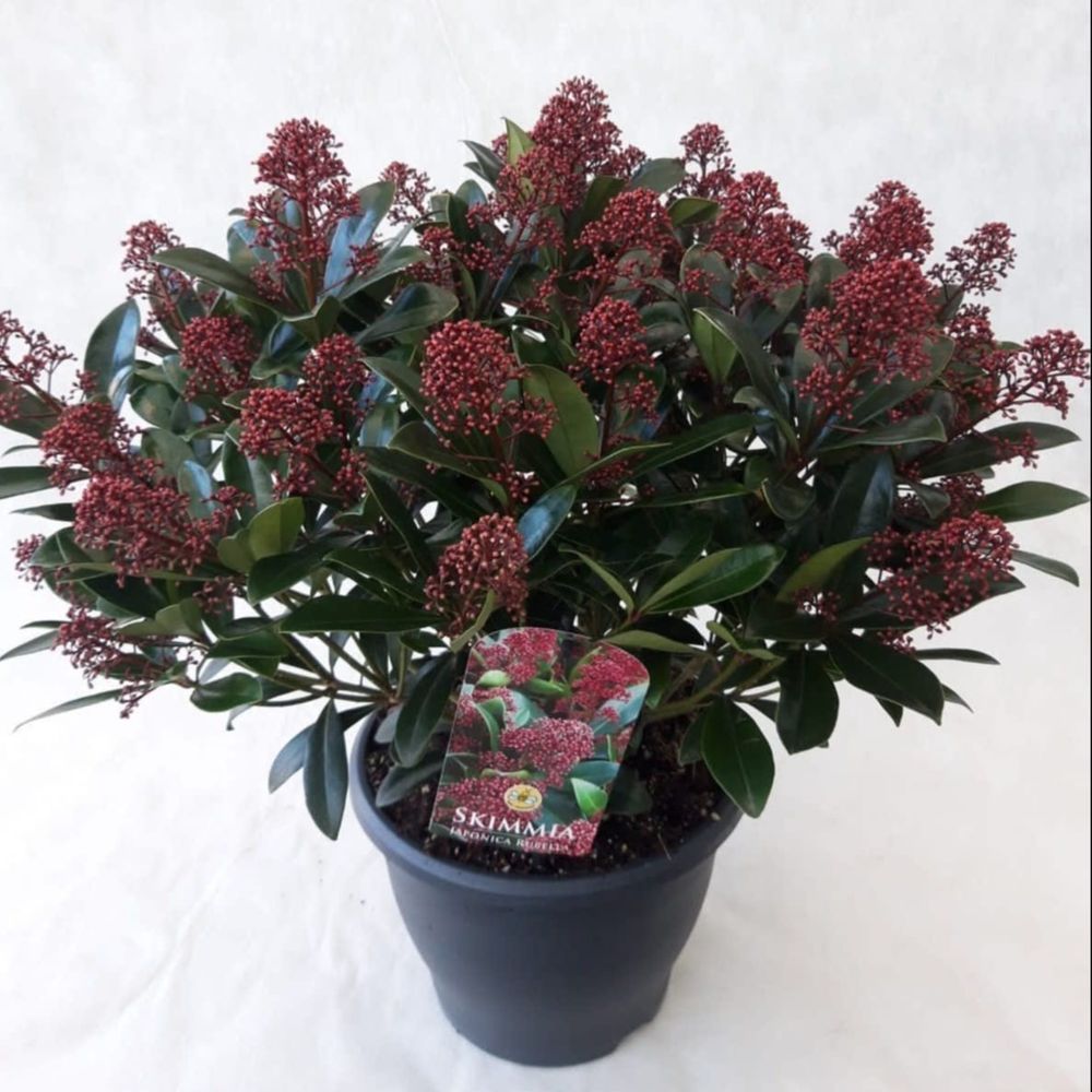 Skimmia Jap.Rubella 50+bl T26 H055