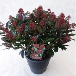 Skimmia Jap.Rubella 50+bl T26 H055