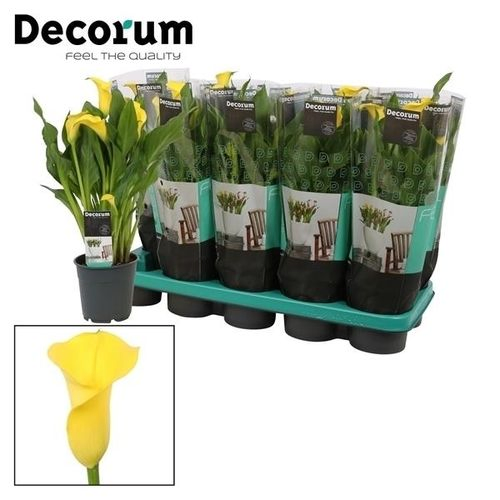 Calla gelb Sunclub T12 H35