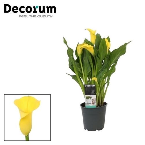 Calla gelb Sunclub T12 H35