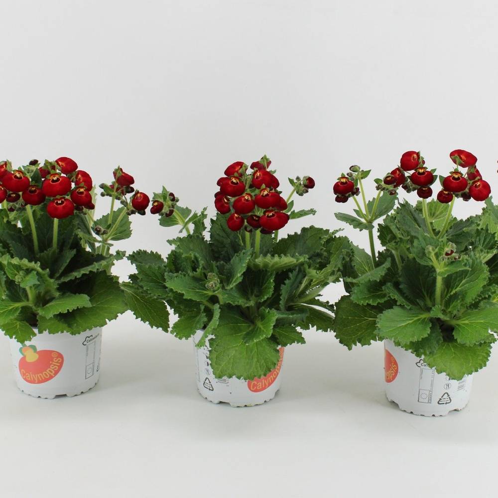 Calceolaria rot T15 H030