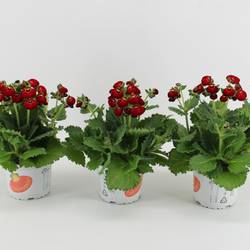 Calceolaria rot T15 H030