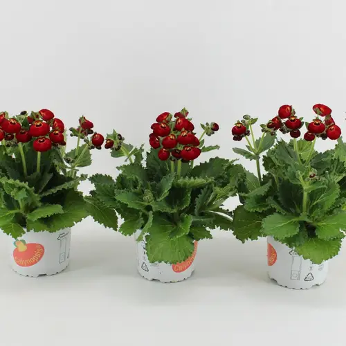 Calceolaria rot T15 H030