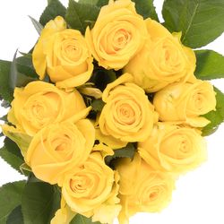 Rose gelb Super Sun (Ec) 50cm X10