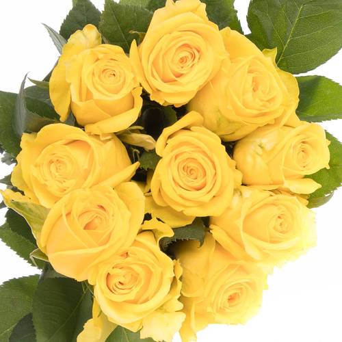 Rose gelb Super Sun (Ec) 50cm X10