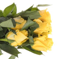 Rose gelb Super Sun (Ec) 50cm X10