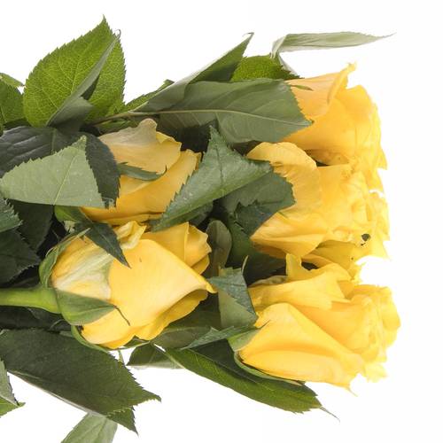 Rose gelb Super Sun (Ec) 50cm X10