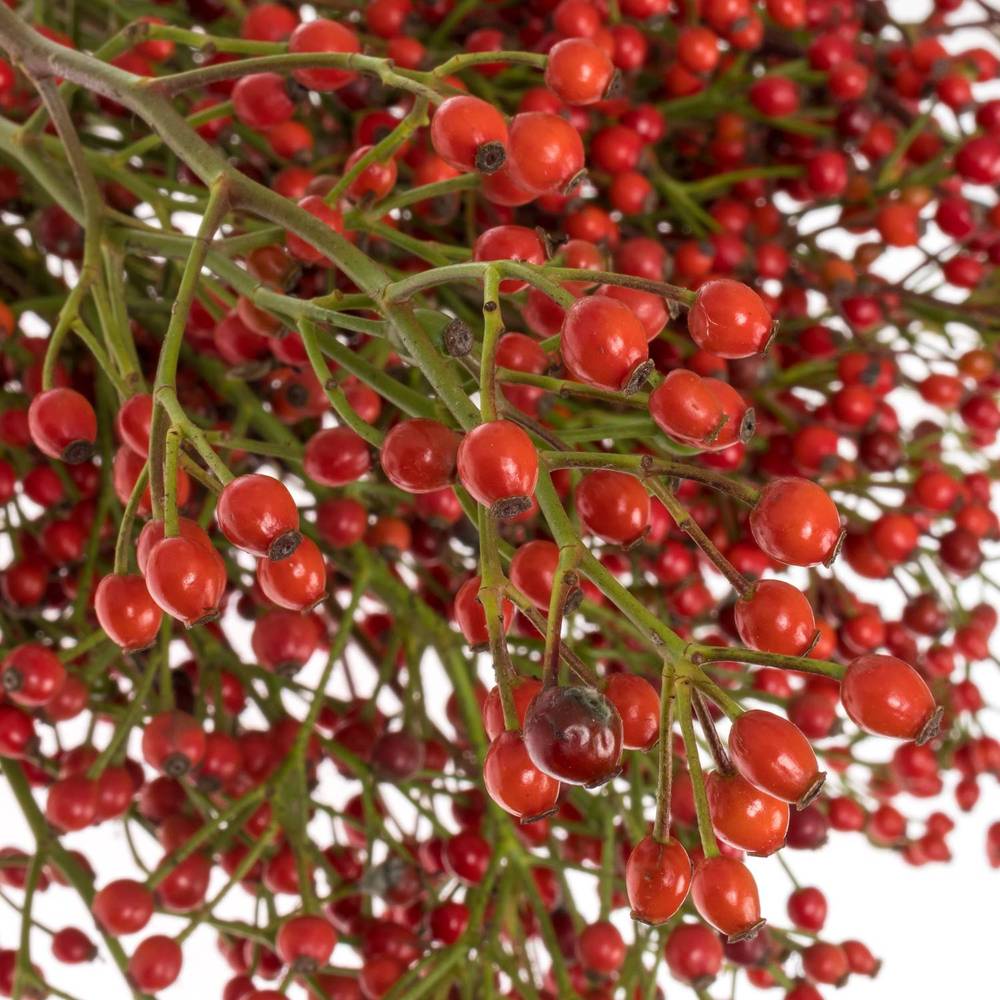 Hagebutte rot Rosefruits Elite 40cm