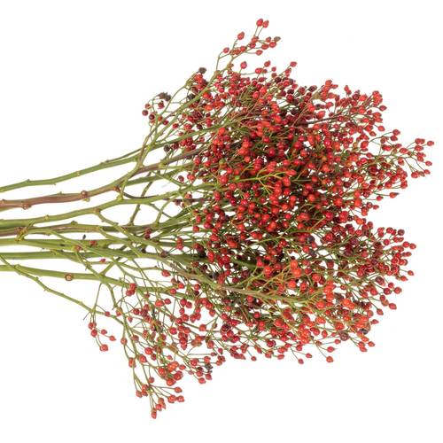 Hagebutte rot Rosefruits Elite 40cm