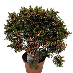 Waxflower Snow Flake rosa Busch T12 H032