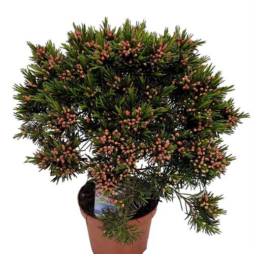 Waxflower Snow Flake rosa Busch T12 H032