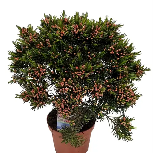 Waxflower Snow Flake rosa Busch T12 H032