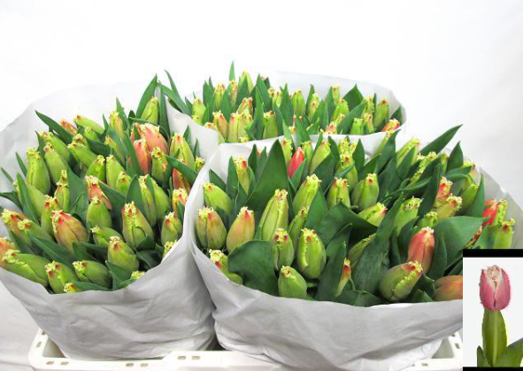 Tulpe rose/creme New santa 28 Gramm