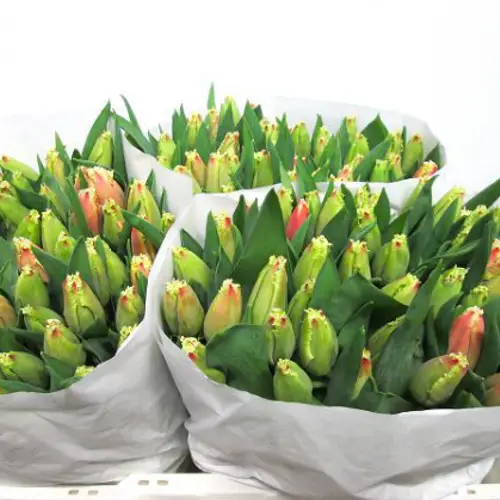 Tulpe rose/creme New santa 28 Gramm