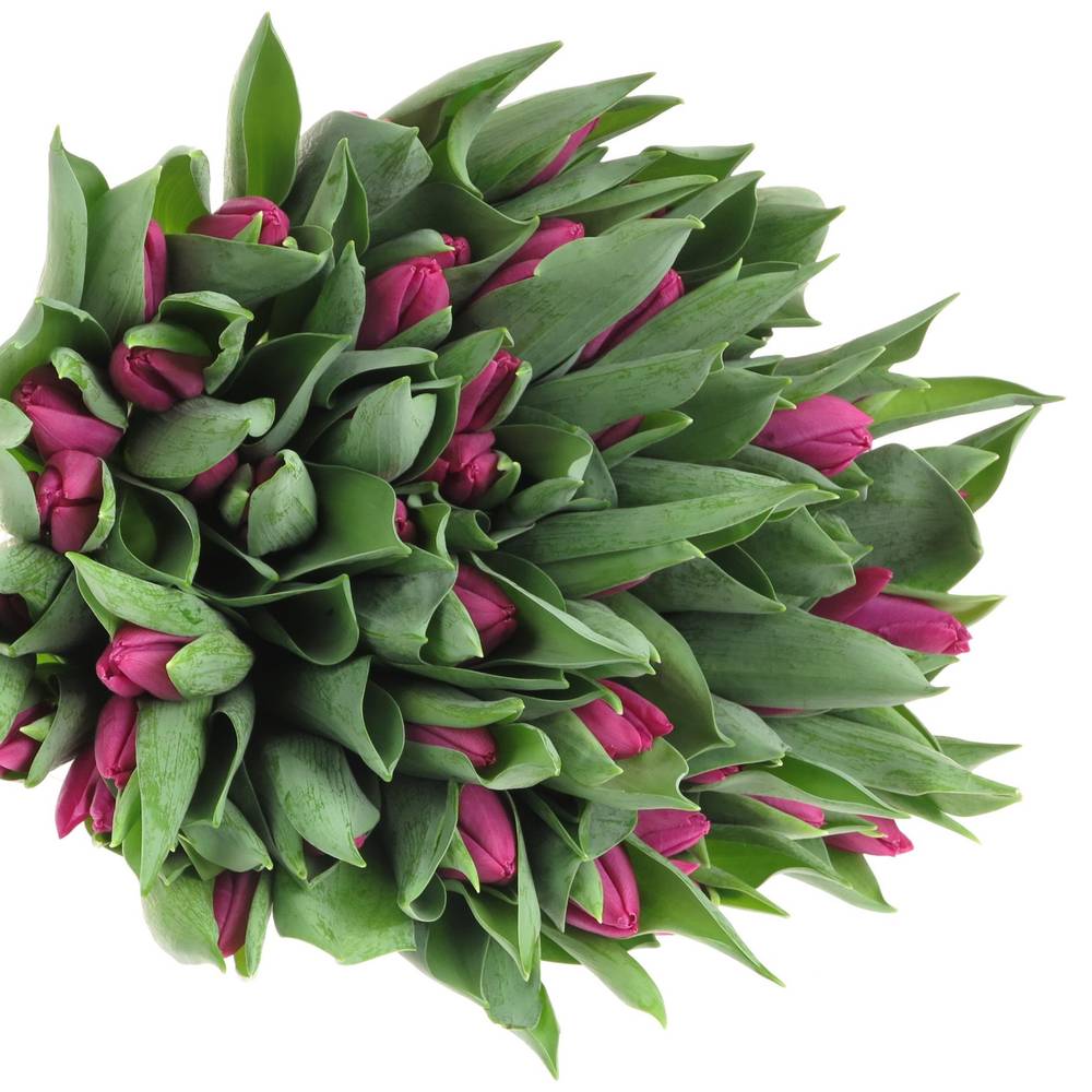 Tulpe bundware lila 24 Gramm