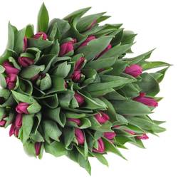 Tulpe bundware lila 24 Gramm