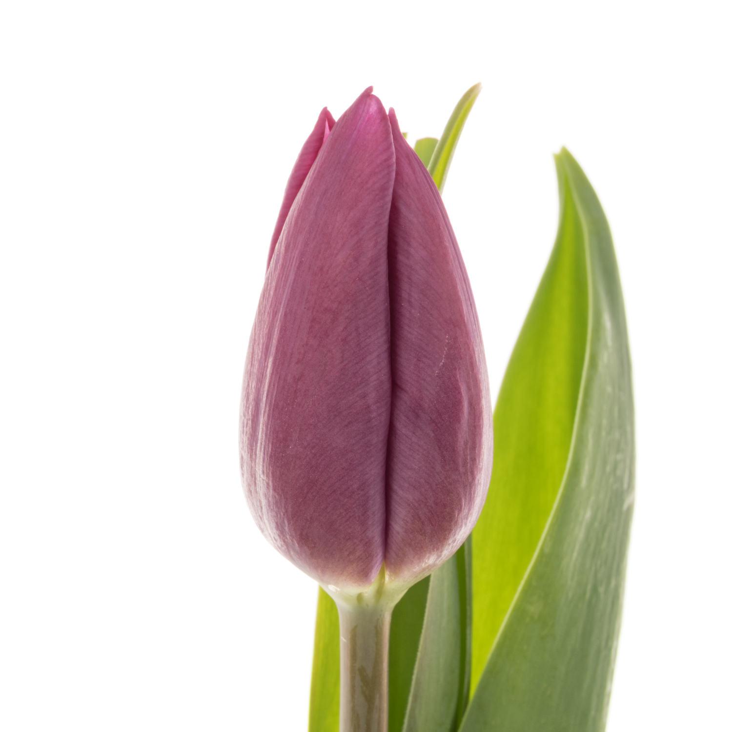 Tulpe dunkel lila 22 Gramm