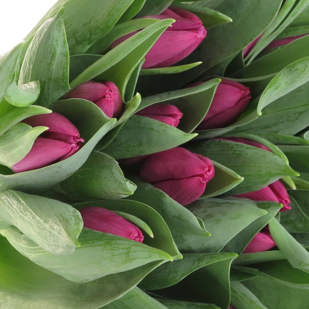 Tulpe bundware lila 24 Gramm