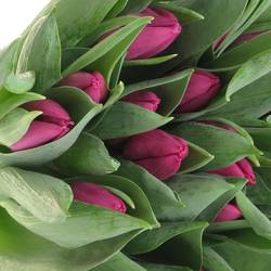 Tulpe bundware lila 24 Gramm