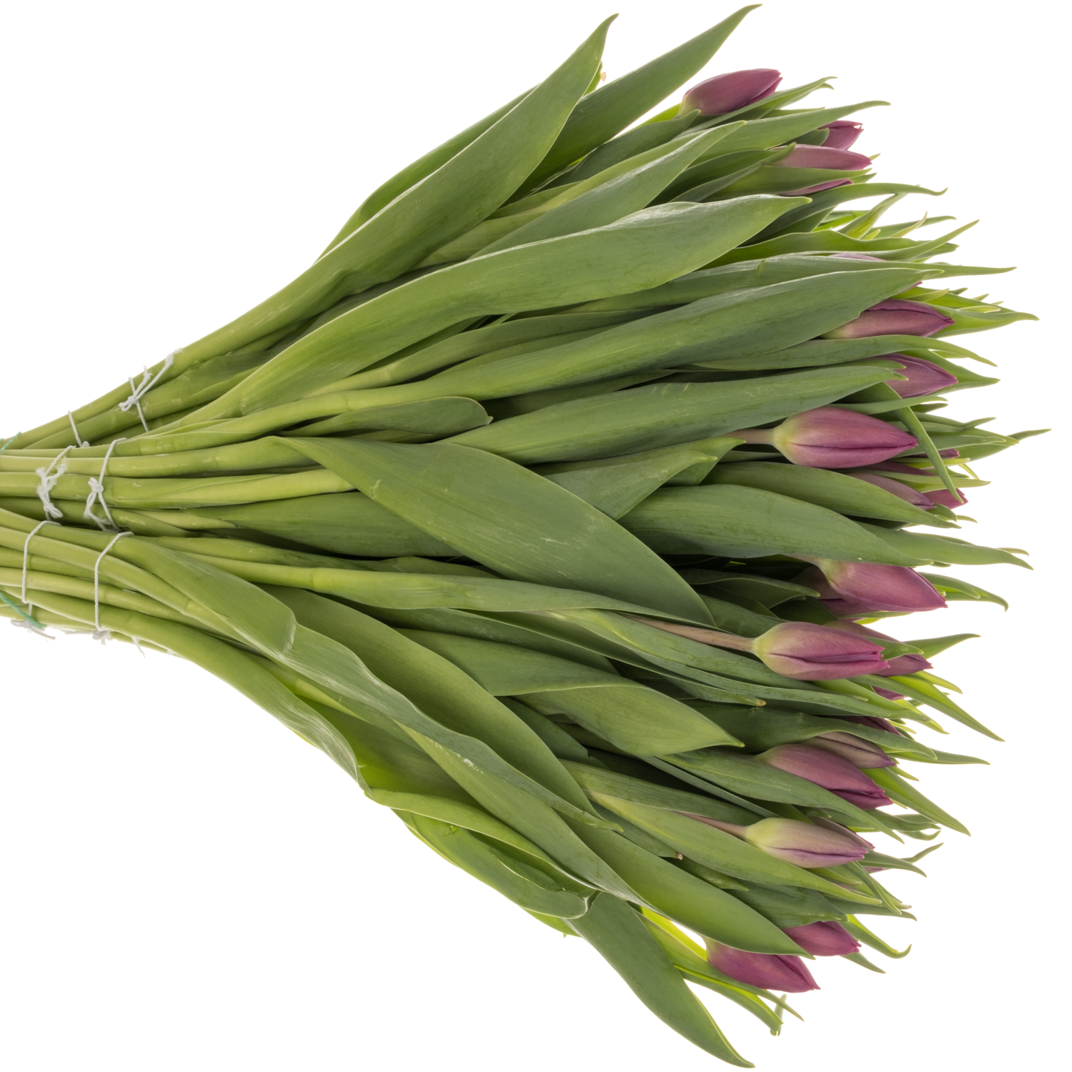 Tulpe dunkel lila 22 Gramm