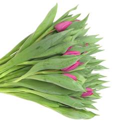 Tulpe bundware lila 24 Gramm