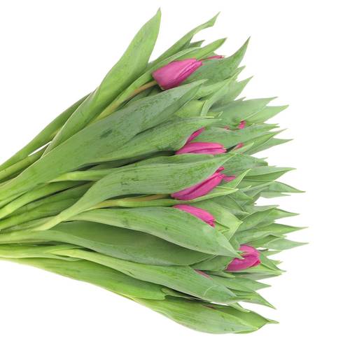 Tulpe bundware lila 24 Gramm