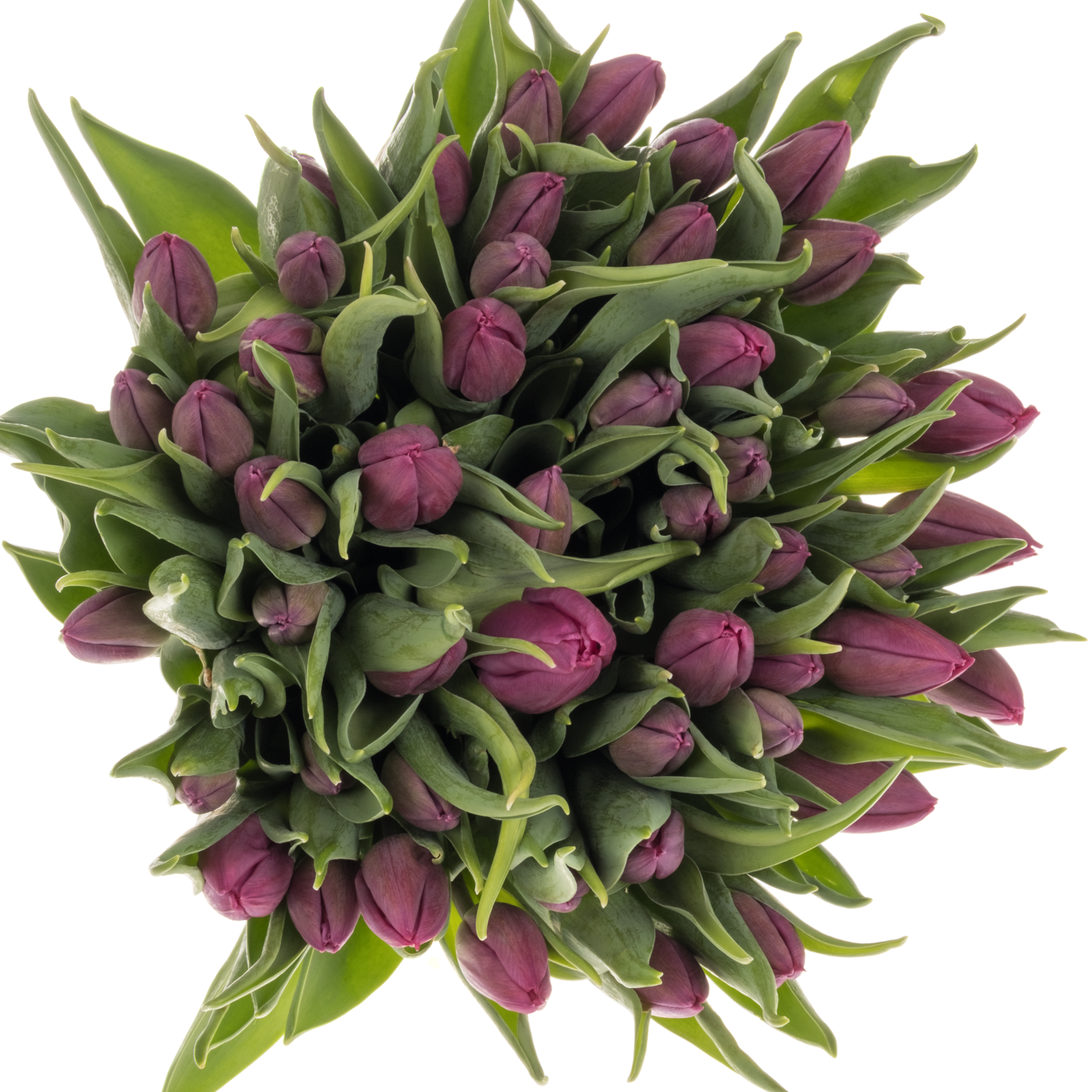 Tulpe dunkel lila 22 Gramm