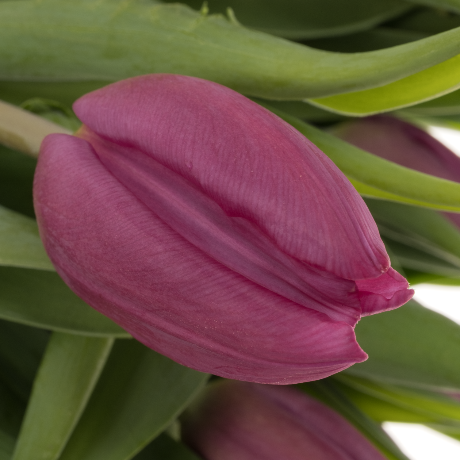 Tulpe dunkel lila 22 Gramm