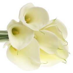 Calla weiss Highwood 90cm Gross Blutig