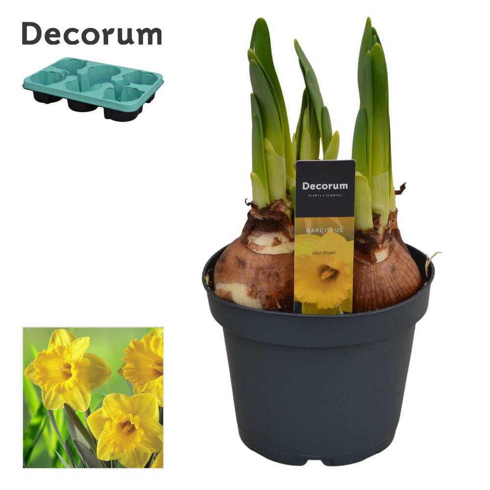 Narzisse 4er gelb Gold Medal T13 H020