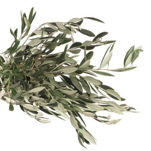 Oliven Zweigen grün 70cm 250Gramm
