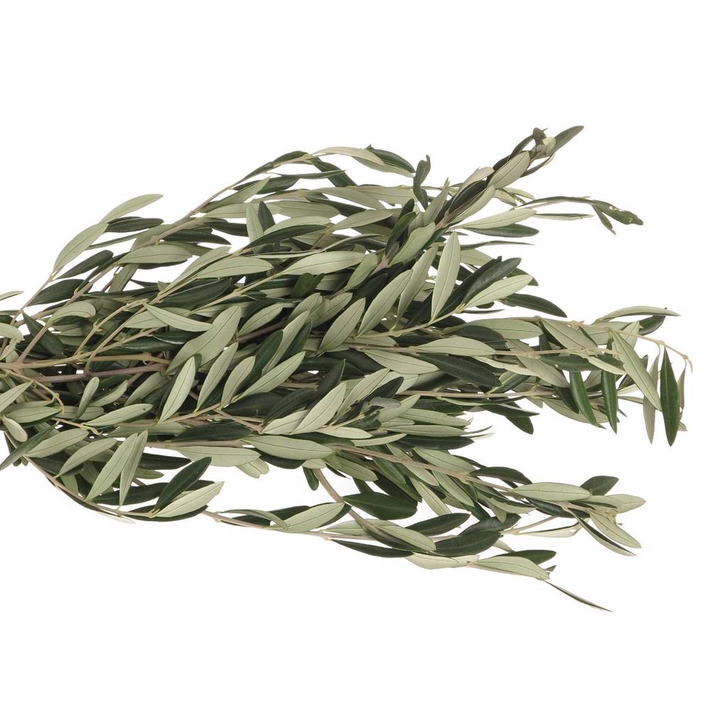 Oliven Zweigen grün 70cm 250Gramm