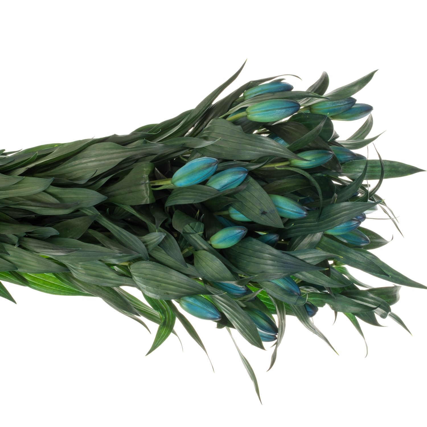 Lilie orientalisch Gef.violett Gefarbt 5+Blüte 95cm