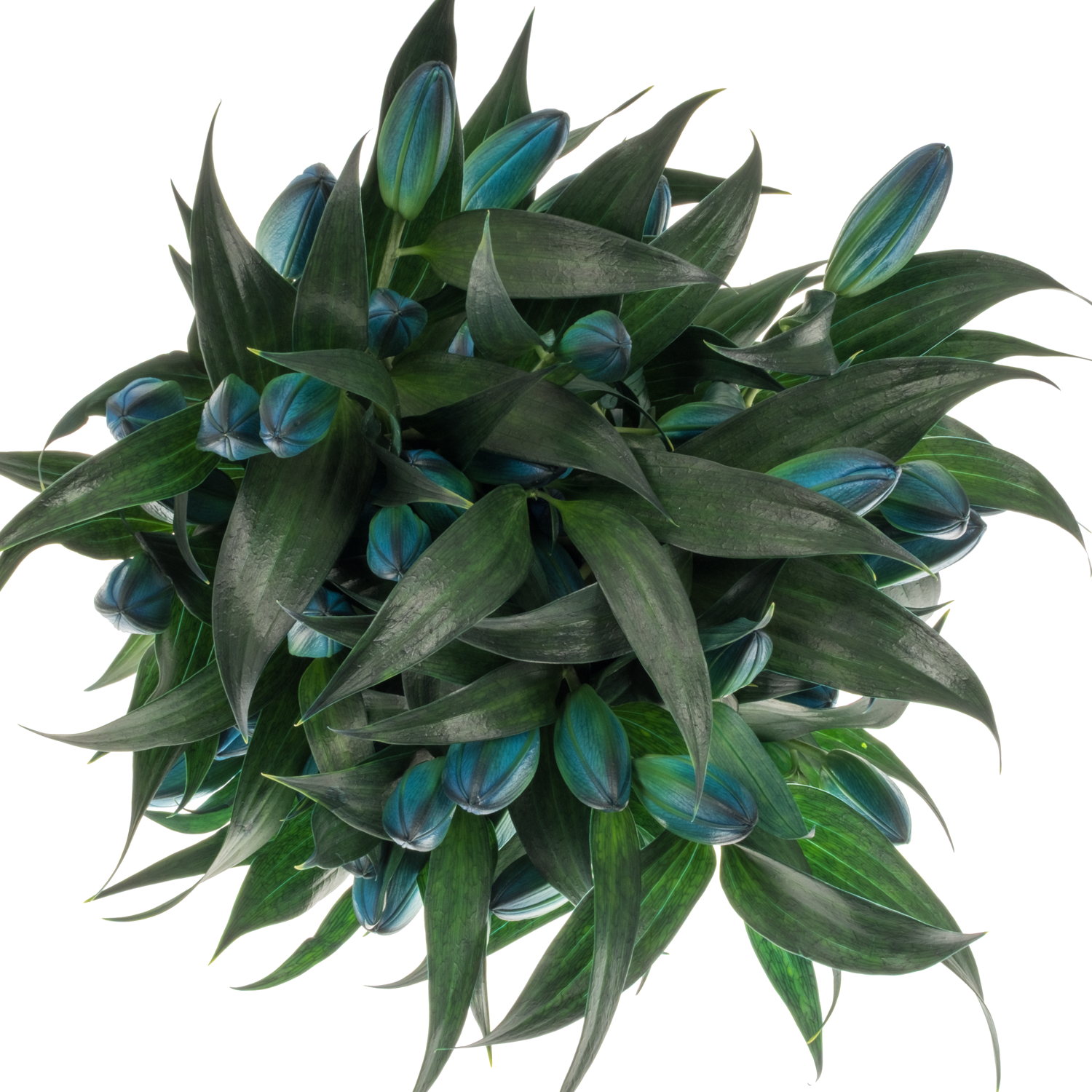 Lilie orientalisch Gef.violett Gefarbt 5+Blüte 95cm