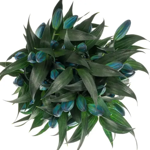 Lilie orientalisch Gef.violett Gefarbt 5+Blüte 95cm