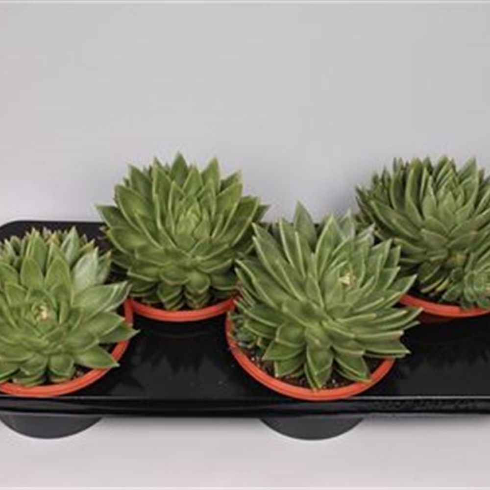 Echev.Miranda T17 H20